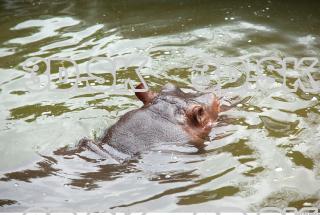 Hippo baby 0035